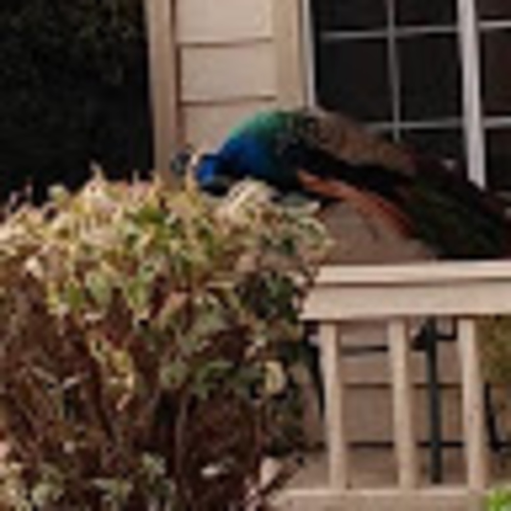 Meet your Posher, Emmercoco